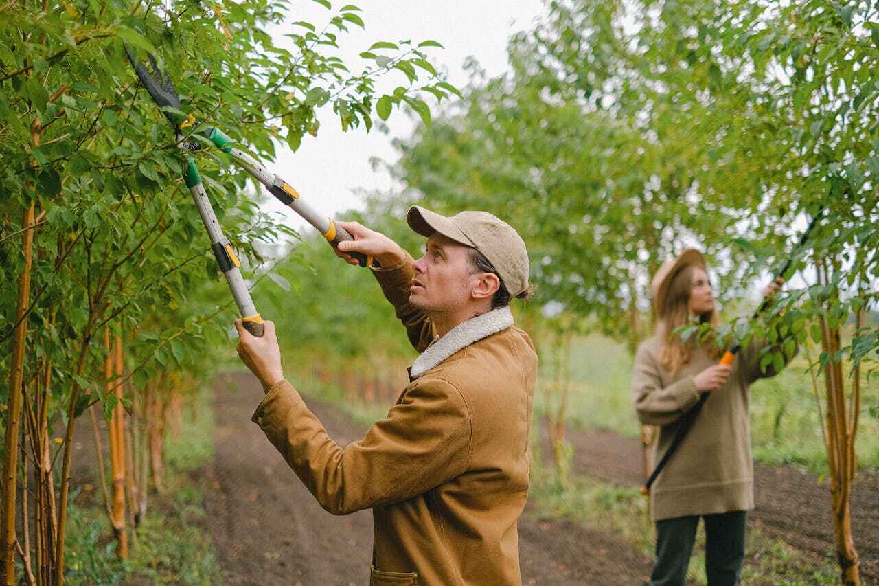 TreeGuard Tree Service